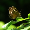 Speckled Wood (Pararge aegeria ) Alan Prowse
